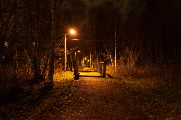 Noel öncesi gece orman ile ışık ve foiliage