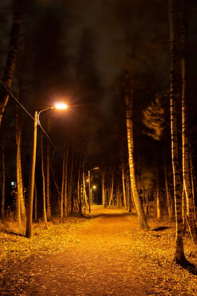 Noel öncesi gece orman ile ışık ve foiliage