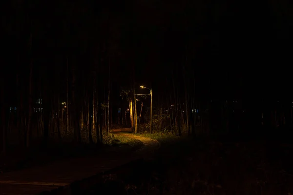 Bosque Nocturno Antes Navidad Con Luces Foiliage —  Fotos de Stock