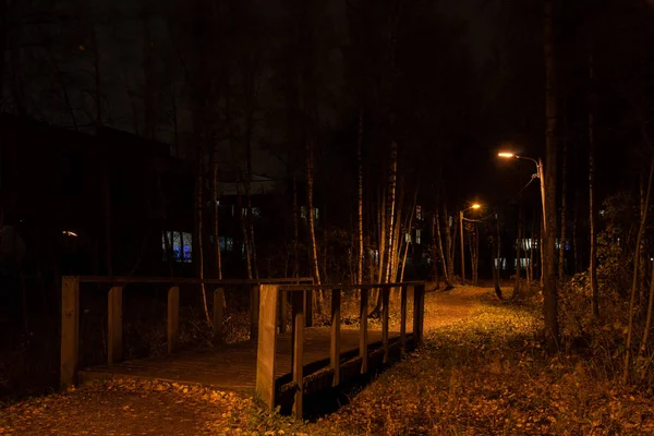 Noel öncesi gece orman ile ışık ve foiliage