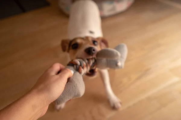 Schattige Hond Spelen — Stockfoto