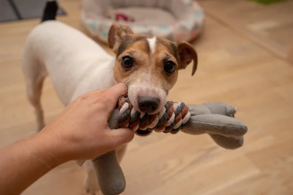 Sevimli köpek oynama