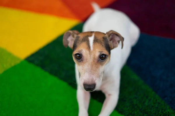 Güzel köpek halı döşeme