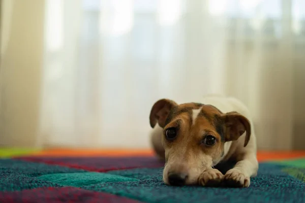 Güzel köpek halı döşeme