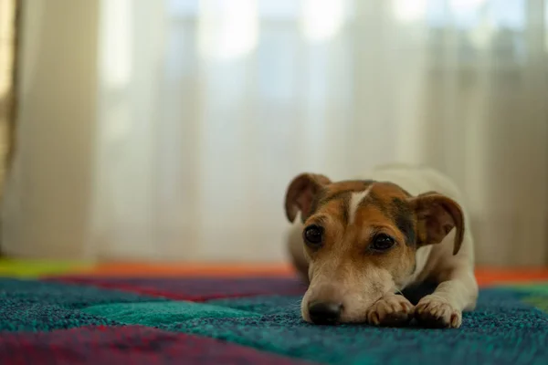 Güzel köpek halı döşeme