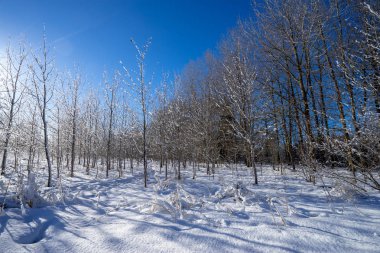 Ağaçlar ve mavi gökyüzü altında kar kış manzara