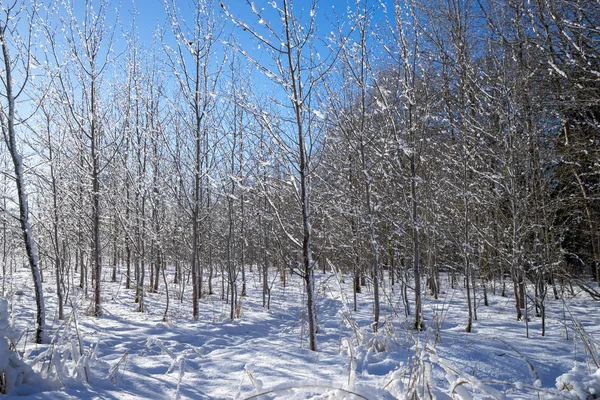 Ağaçlar ve mavi gökyüzü altında kar kış manzara