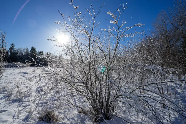 Зимний Пейзаж Деревьями Снегом Голубым Небом — стоковое фото