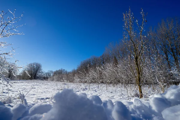 Зимний Пейзаж Деревьями Снегом Голубым Небом — стоковое фото