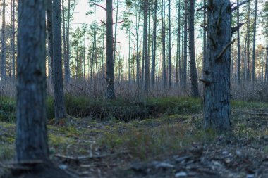 Ormanda güzel gizemli yeşil ağaçlar