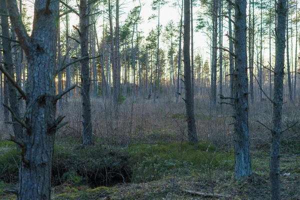 Ormanda güzel gizemli yeşil ağaçlar