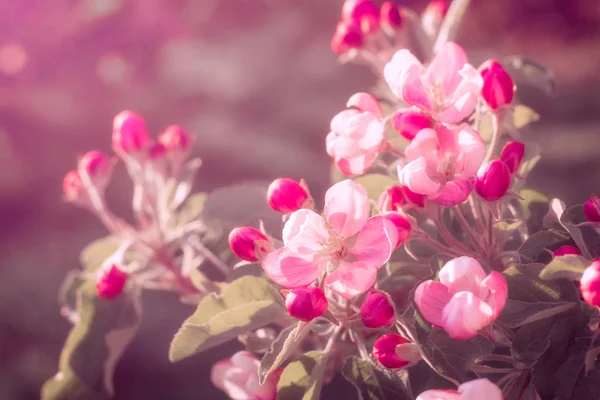 Flor Rosa Del Manzano Concepto Florecimiento Los Árboles Con Llegada — Foto de Stock