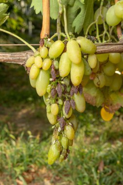 Üzüm yakın çekim Rot. Bağ bahçe hastalıklardan korunması
