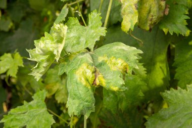 Çürük bir asma ve üzüm yaprağı yakın çekim. Hastalıklar ve mantarlar bağ bahçe korunması