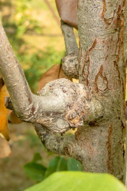 Yaprakları ve üzüm, armut close-up çürümeye hasar ve parazitler hastalık. Endüstriyel armut bahçe korunması kavramı