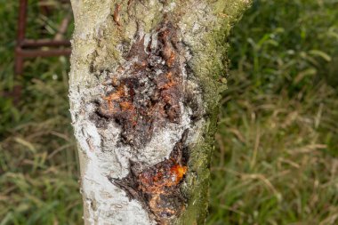 Yaprakları ve şeftali üzüm close-up çürümeye hasar ve parazitler hastalık. Endüstriyel bir şeftali bahçesi korunması kavramı