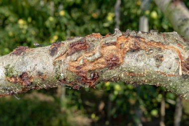 Ağaç ve meyve paraziter yenilgi yakın çekim şeftali. Bir meyve bahçesi zararlıları koruma kavramı