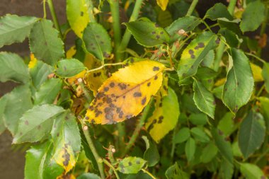 Gül bush ve çiçekler yakın çekim paraziter yenilgisi. Sanayileşmiş bir gül zararlılara karşı korunması kavramı
