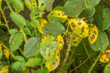 Yaprakları ve dalları gül close-up çürümeye hasar ve parazitler hastalık. Tespih koruma kavramı