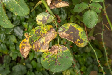 Gül bush ve çiçekler yakın çekim paraziter yenilgisi. Sanayileşmiş bir gül zararlılara karşı korunması kavramı