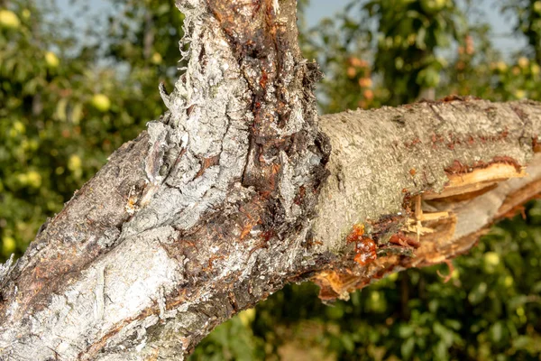 Pasożytnicze Klęski Drzewa Owoce Brzoskwini Zbliżenie Koncepcja Ochrony Sadu Szkodników — Zdjęcie stockowe