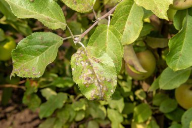 Elma bush ve çiçekler yakın çekim paraziter yenilgisi. Bir elma Bahçe zararlıları koruma kavramı