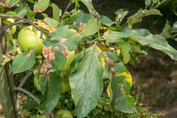 Krankheit Der Blätter Und Äste Von Apfelbäumen Nahaufnahme Von Schäden — Stockfoto