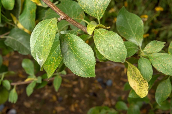 Nemoc Listů Větví Apple Stromy Detail Poškození Hnít Parazity Koncepce — Stock fotografie