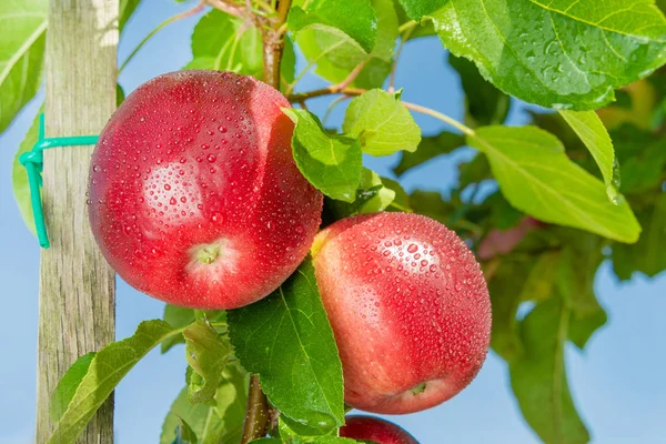 Apple 果樹園と青空の背景に赤いリンゴのクローズ アップと分岐します 成長産業のリンゴ果樹園のコンセプト — ストック写真