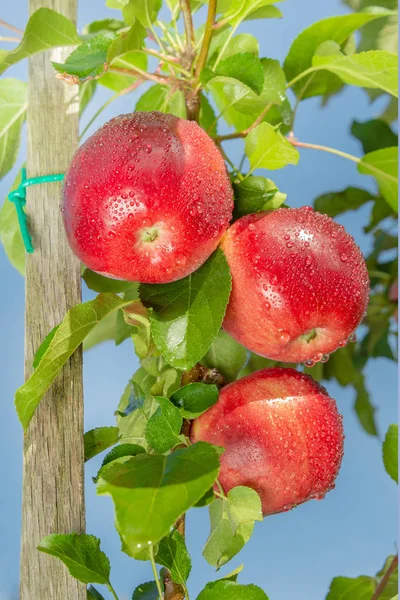 緑の枝に赤いリンゴの束の葉クローズ アップ 庭で収穫の概念 — ストック写真