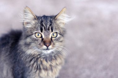 Bir kedi ile bir pembe portre portre arka plan ve tonlama. Korku ve sürpriz duygu, kopya alanı