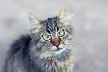 Bulanık bir arka plan ile bir kedi closeup portresi sürpriz duygu gösterir. Kopyalama alanı, tonlama