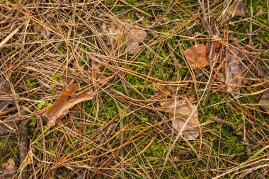 Köknar iğneleri ve koniler, sonbaharda ormanda kapatın. Arka plan doku duvar kağıdı.