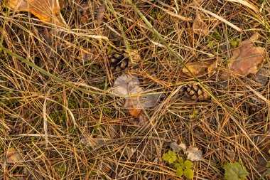Köknar iğneleri ve koniler, sonbaharda ormanda kapatın. Arka plan doku duvar kağıdı.