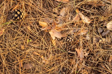 Köknar iğneleri ve koniler, sonbaharda ormanda kapatın. Arka plan doku duvar kağıdı.