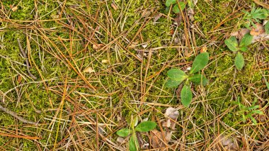 Köknar iğneleri ve koniler, sonbaharda ormanda kapatın. Arka plan doku duvar kağıdı.