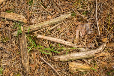 Düşmüş koniler ve çim ve yosun sonbahar yalan ladin iğne kapatın. Alan arka plan kopyalama.