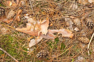 Köknar iğneleri ve koniler, sonbaharda ormanda kapatın. Arka plan doku duvar kağıdı.