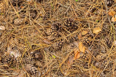 Köknar iğneleri ve koniler, sonbaharda ormanda kapatın. Arka plan doku duvar kağıdı.
