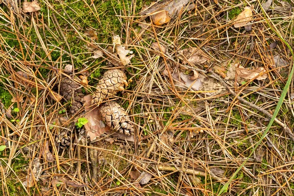 秋天的锥体和云杉的针落在草地上 苔藓靠近 复制空间背景 — 图库照片