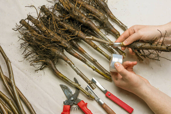 Inoculation of varietal walnut seedlings close-up. The concept of industrial manufacturing grafting  trees
