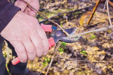 süs ağacı. Endüstriyel bir bahçe içinde bir elma ağacının dalını kontrol bir erkek elinde budayıcılar Close-up. Bahçe kavramı