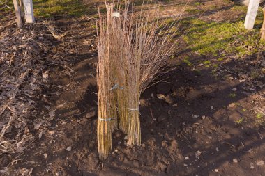 süs ağacı. Endüstriyel bir bahçe içinde bir elma ağacının dalını kontrol bir erkek elinde budayıcılar Close-up. Bahçe kavramı