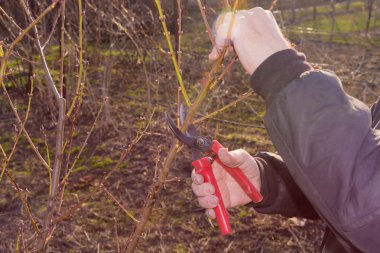elma ve şeftali endüstriyel bahçedeki budama ahşap işlemidir. Şube yakınındaki elinde secateur Close-up