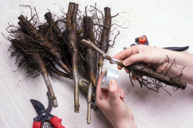 bitki aşılama kavramı. Yakın çekim fidan ceviz varietal dalları özel secateurs ile kaplıdır