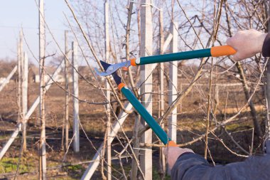 makas kesim için ağaç dalları yakın çekim. Bir adam bir bahçe budama. Bahçe kavramı