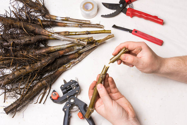 Inoculation of varietal walnut seedlings close-up. The concept of industrial manufacturing grafting  trees
