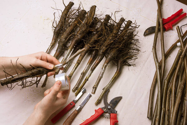 graft wood. Process ovulation of walnut cuttings with a pruner and knife in the spring