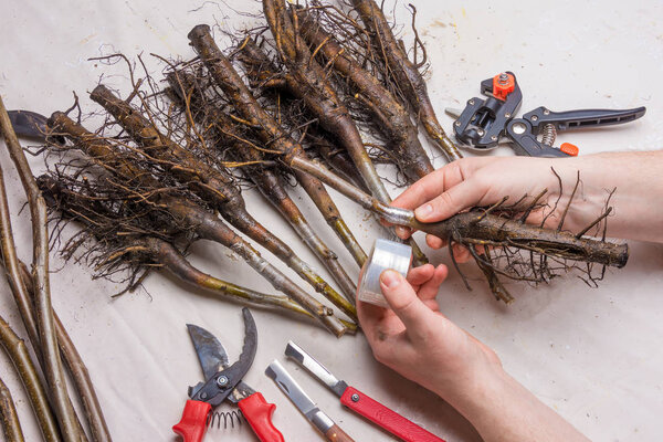 graft wood. Process ovulation of walnut cuttings with a pruner and knife in the spring