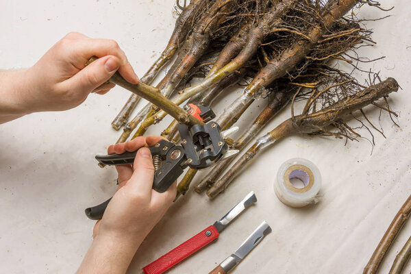 graft wood. Process ovulation of walnut cuttings with a pruner and knife in the spring